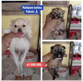 Puppies / anjing maltipom murmer