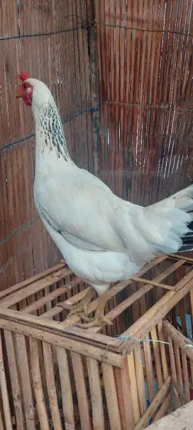 Ayam kedu silang brahma