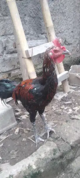 Ayam pelung muda usia 5 bln