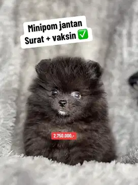 Puppies / anjing minipom jantan murmer