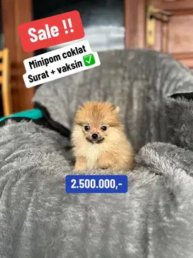 Puppies / anjing minipom betina