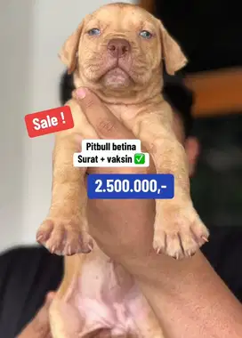 Puppies / anjing pitbull betina