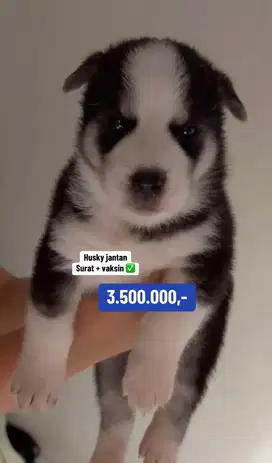 Puppies / anjing siberian husky jantan