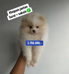 Puppies / anjing minipom jantan partycolor