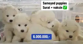 Puppies / anjing samoyed murmer