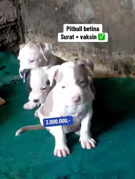 Puppies / anjing pitbull betina