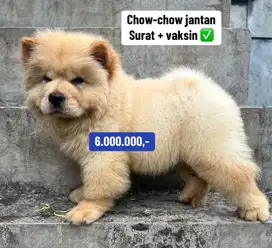 Puppies / anjing chow-chow jantan