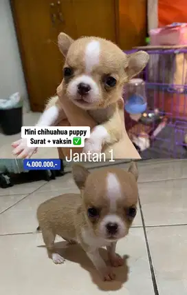 Puppies / anjing chihuahua mini