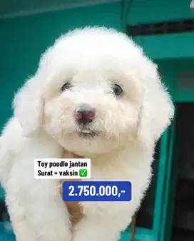 Puppies / anjing poodle jantan murmer