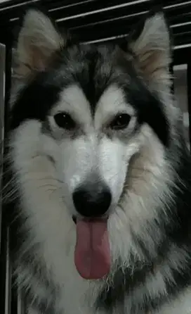 Pejantan Alaskan Malamute