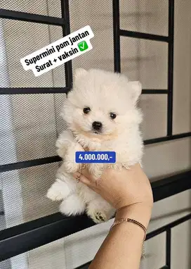 Puppies / anjing supermini pom jantan