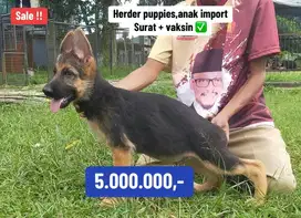 Puppies / anjing herder