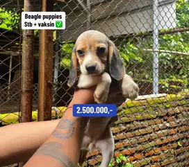 Puppies / anjing beagle murmer