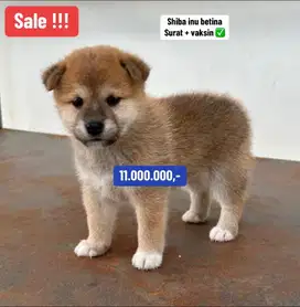 Puppies / anjing shiba inu murah meriah