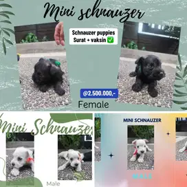 Puppies / anjing schnauzer