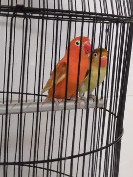 Lovebird red factor (Langka)