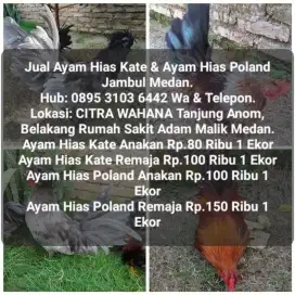 Jual ayam hias kate kt dan ayam jambul poland jantan betina muda medan