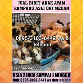 Jual bibit doc anak ayam kampung asli muda sehat murah medan