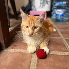 Lepas Adopt Kucing Mainecoon Jantan Oyen