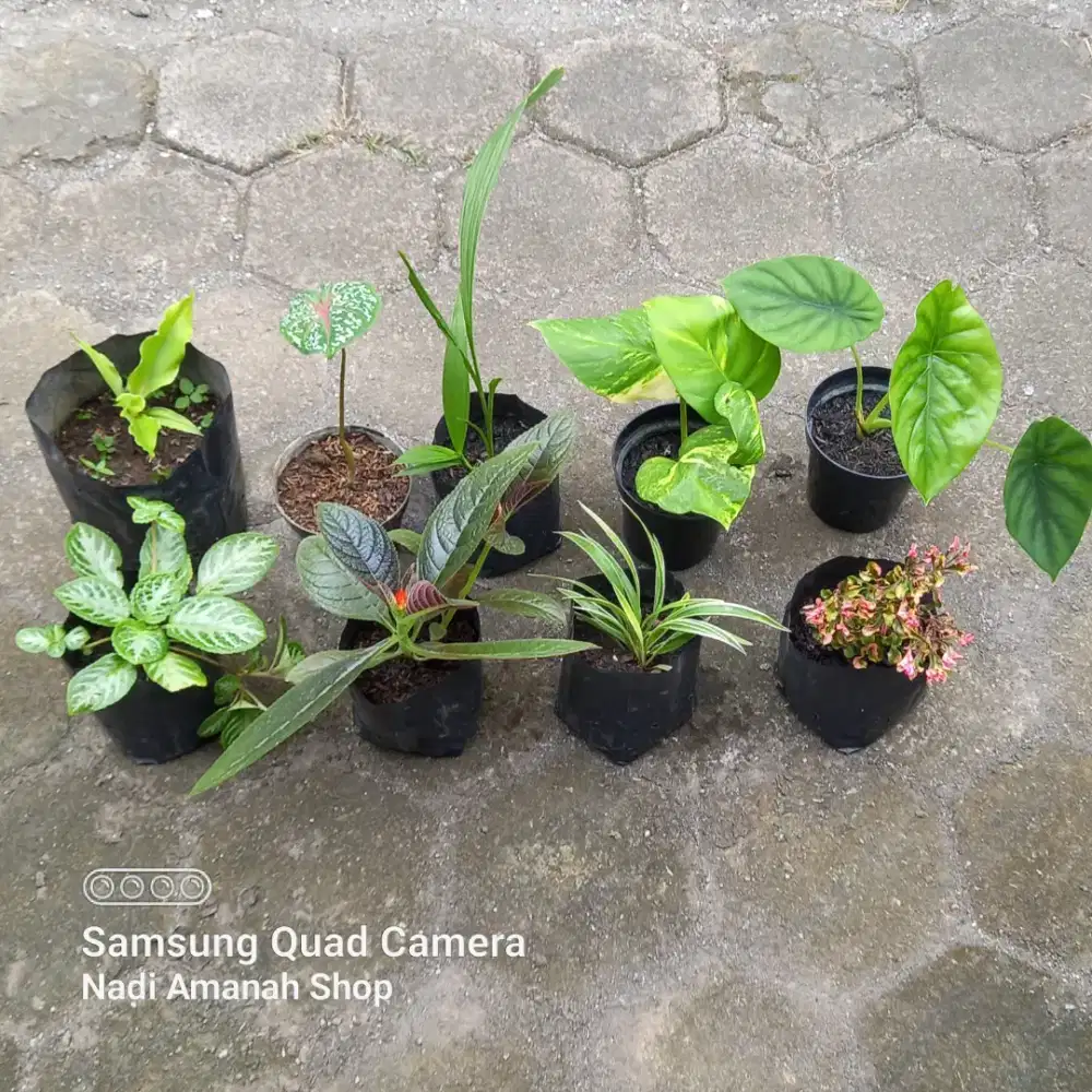 Paketan Tanaman Hias Isi 10