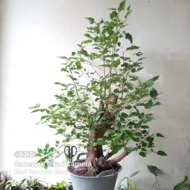 Bahan Bonsai Murbei Jumbo