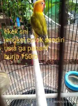 Lovebird warna cantik