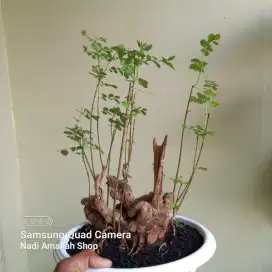 Bonsai ileng ileng batang karakter