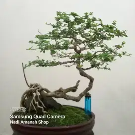 Bonsai Sancang OTR Unik