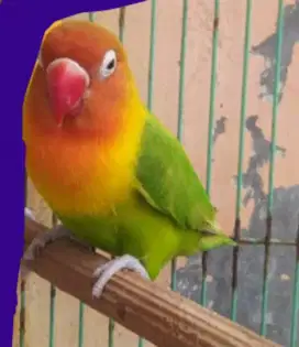 Burung Lovebird