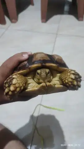 Jual sulcata 21cm up