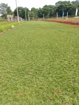 Rumput gajah mini