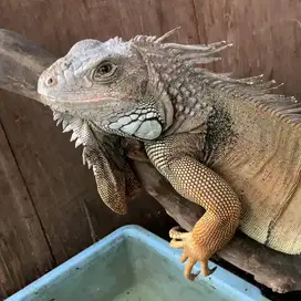 Iguana indukan 1 jantan 2 betina