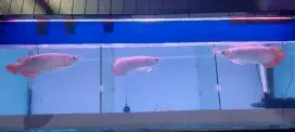 Super Red SR Arwana Arowana