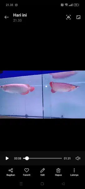 SR super red arwana arowana