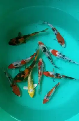 Dijual paket ikan koi 11 ekor uk-+12-13cm