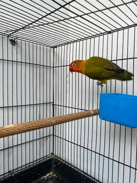 Lovebird remaja