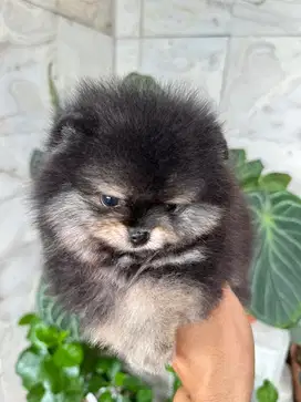 Mini pom puppy jantan