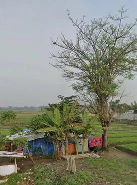 DIJUAL MURAH SAWAH