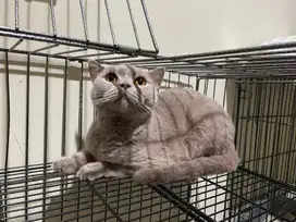Bsh lilac betina