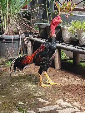 Ayam Bangkok Pacek jenis Brazillian