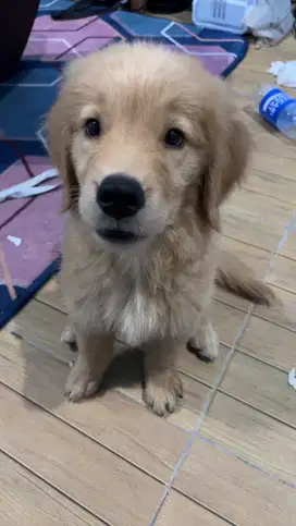 Open adopt pure golden retriever