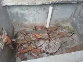 Red iguana indukan siap ternak