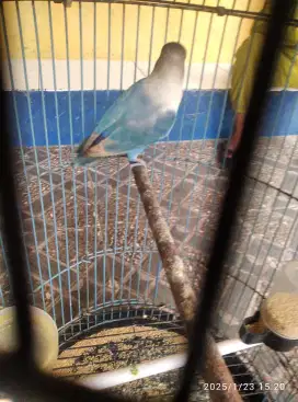 Lovebird warna biru