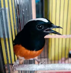 Murai batu avatar Muda hutan borneo