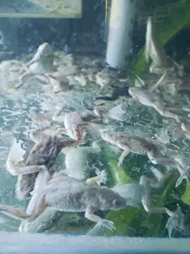 African dwarf frog leucistic