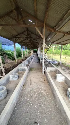 Tanah Kebun Murah Durian Alpukat Jeruk Kandang Sapi Di Wajak Malang