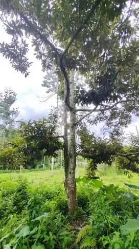 Tanah Kebun Durian Di Poncokusumo Malang Ada Sumber Airnya Akses Truk