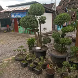 Bonsai jenis pohon serut