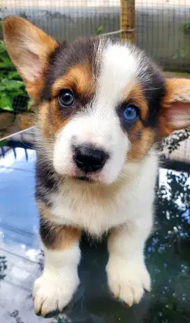 Puppys corgi jantan