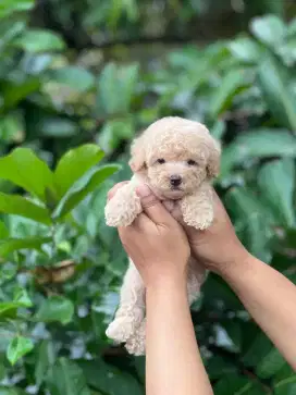 Poodle lucu cakep